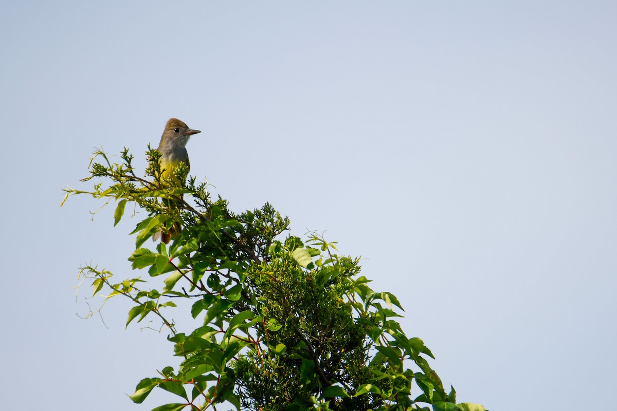 Great Crested Flycatcher - ML620159999