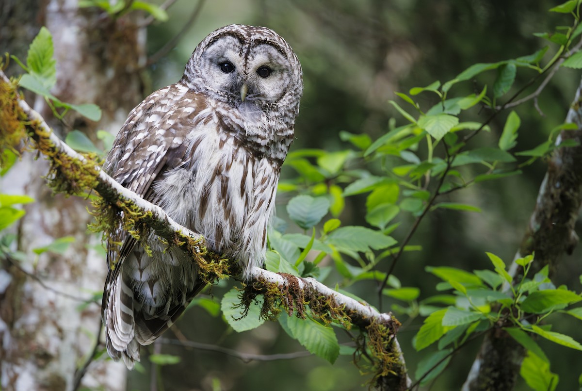 Barred Owl - ML620160000