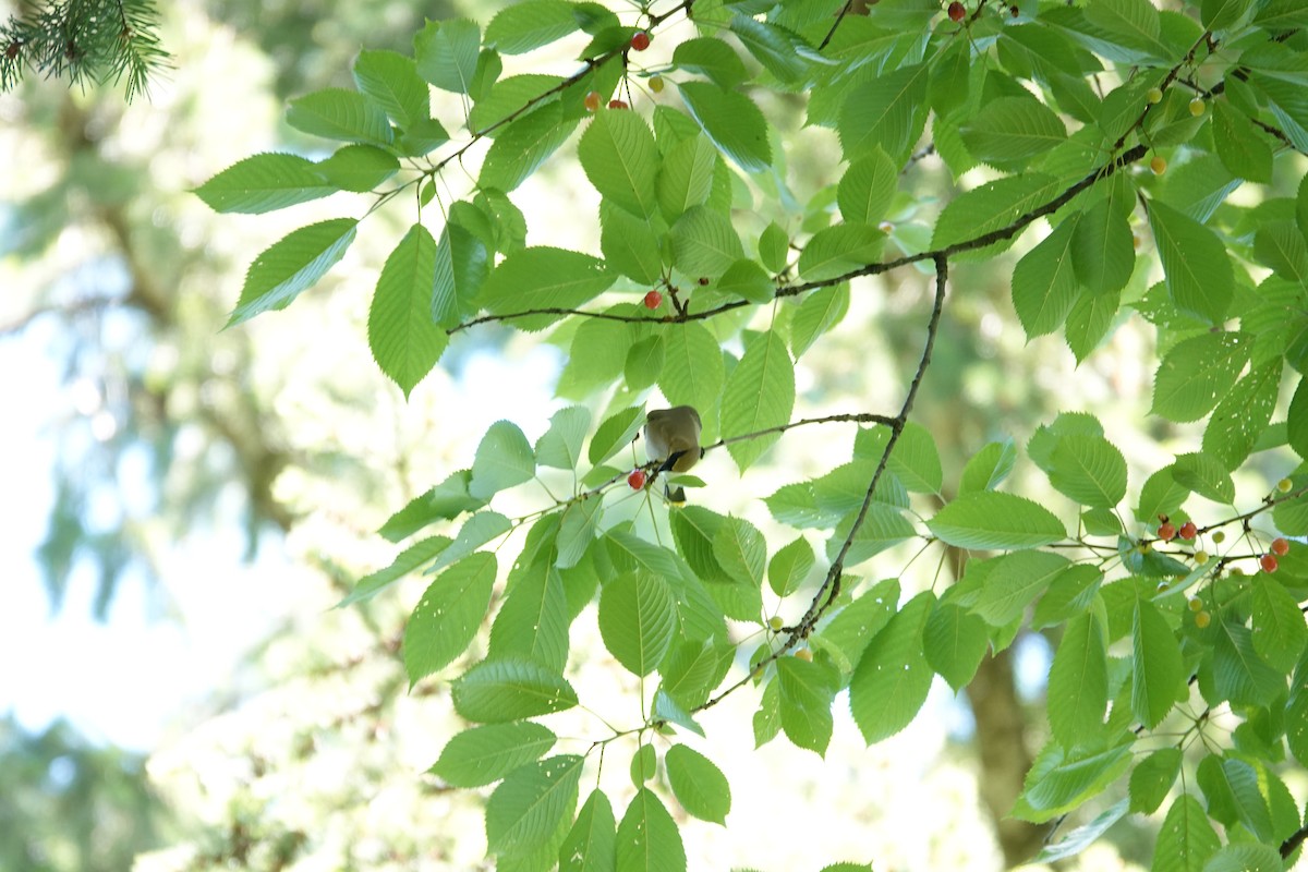 Cedar Waxwing - ML620160002