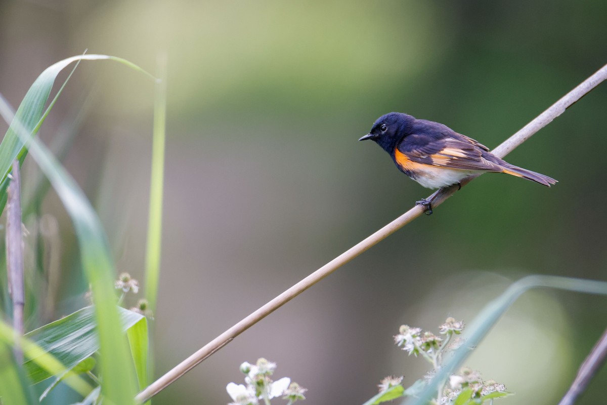 American Redstart - ML620160008