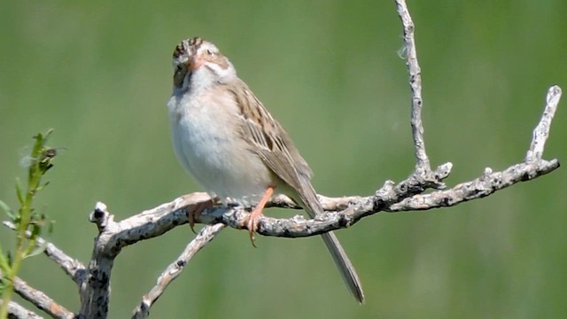 Clay-colored Sparrow - ML620160017
