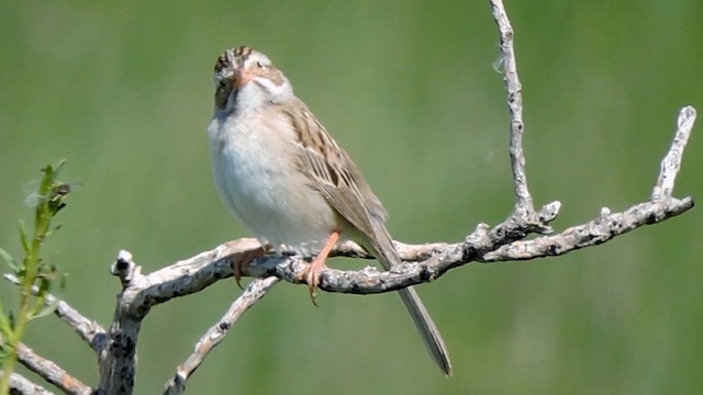 Fahlammer - ML620160017