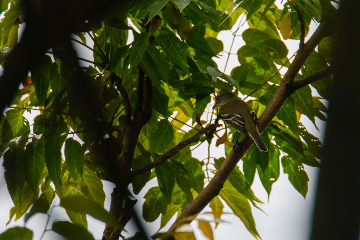 tanımsız Empidonax sp. - ML620160027