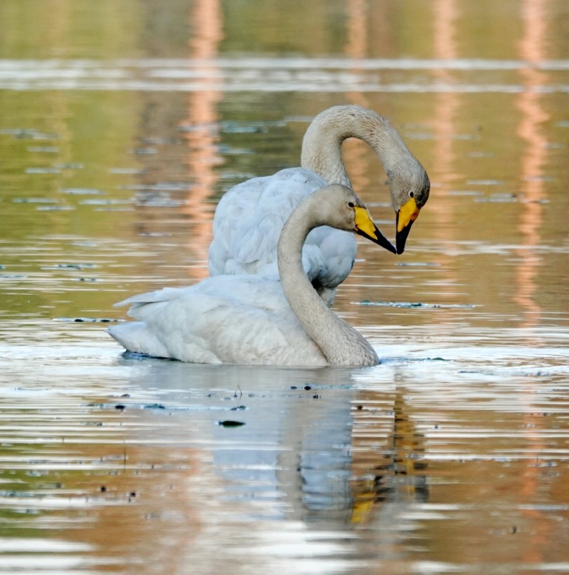 Cisne Cantor - ML620160032