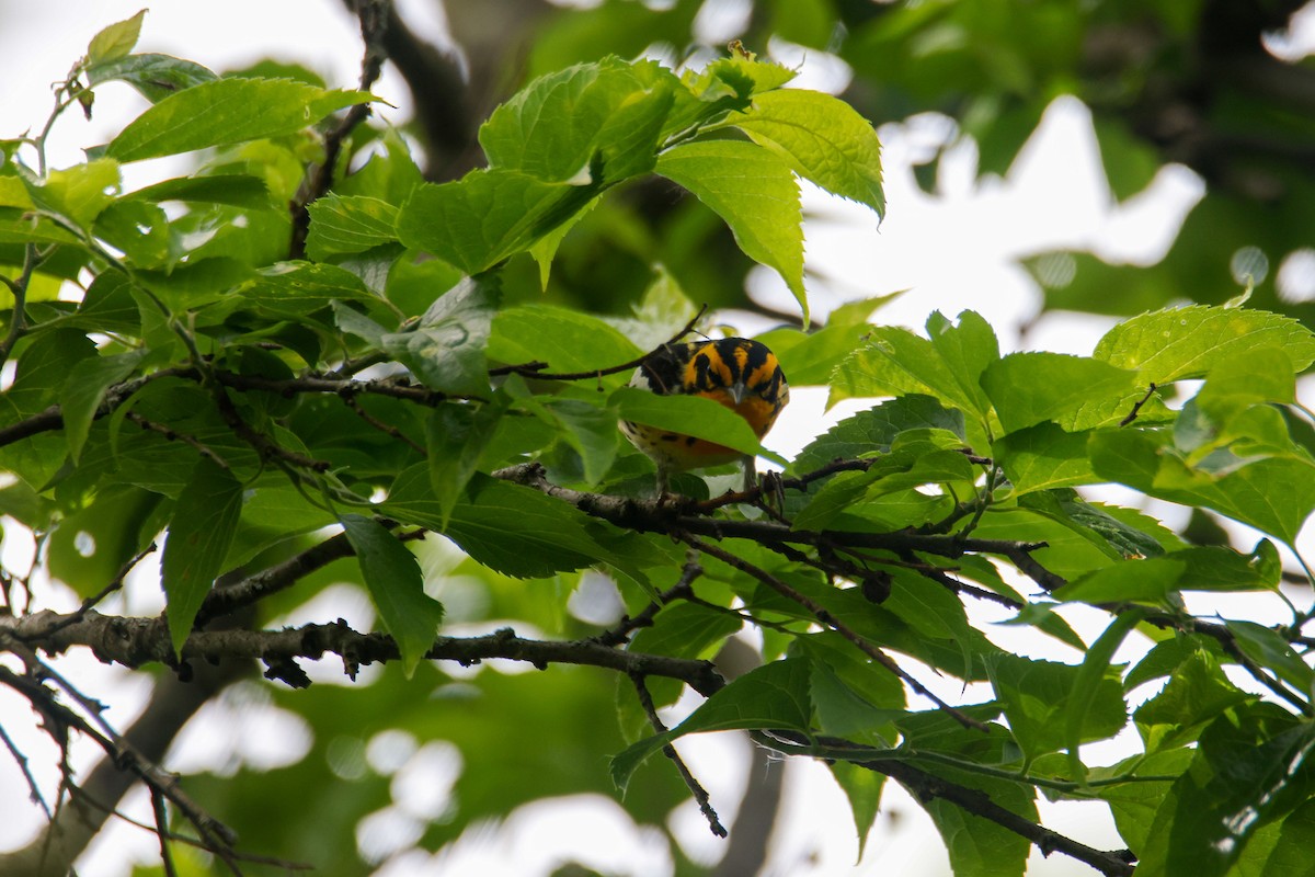 Blackburnian Warbler - ML620160037