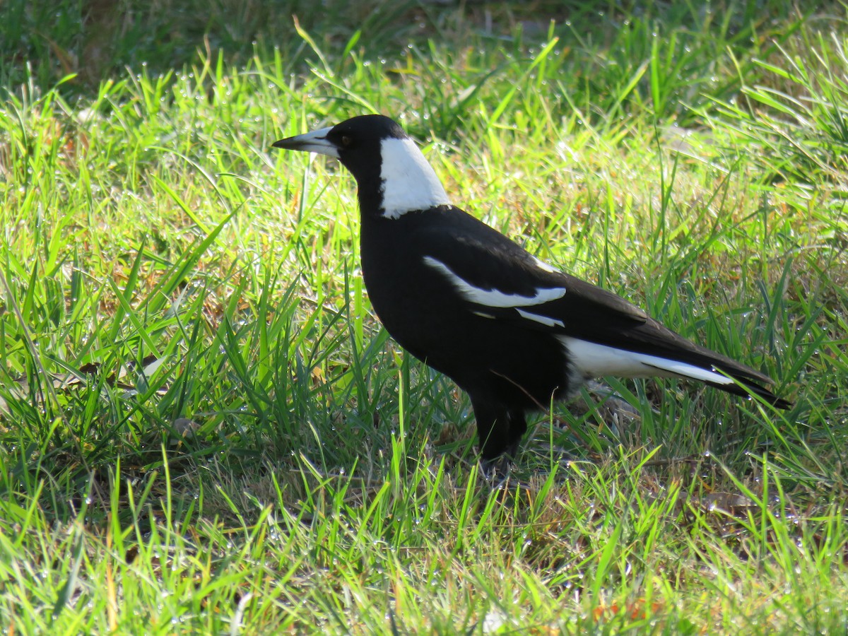 Australian Magpie - ML620160038