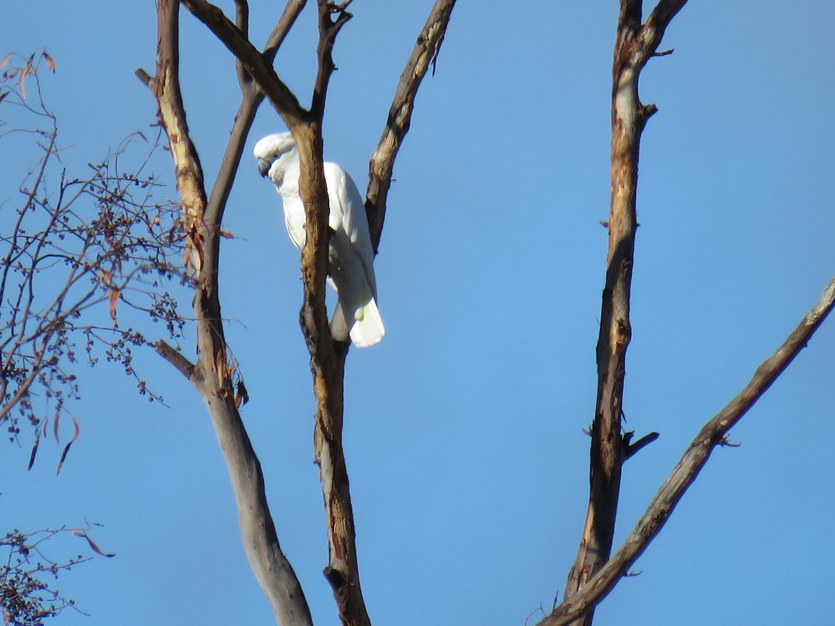 Sulphur-crested Cockatoo - ML620160039