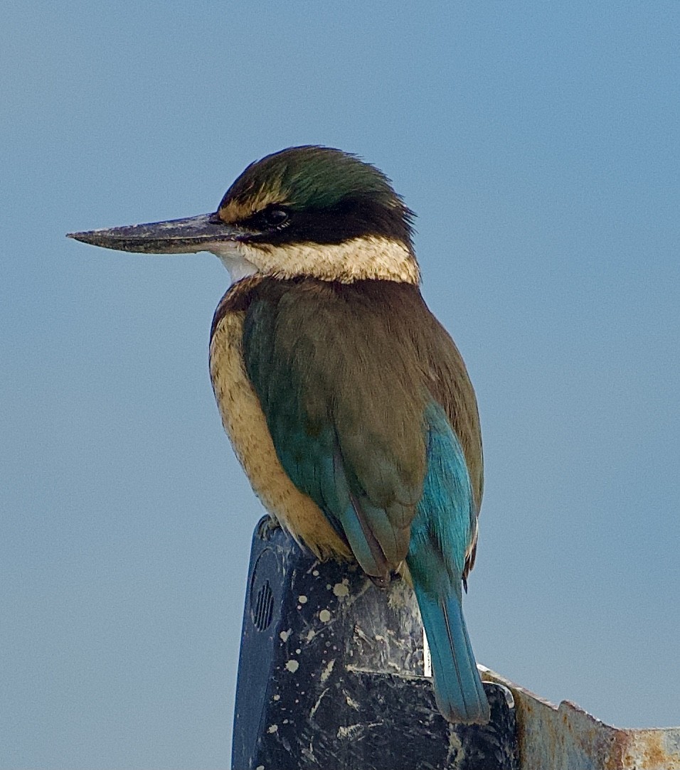 Martin-chasseur sacré - ML620160042