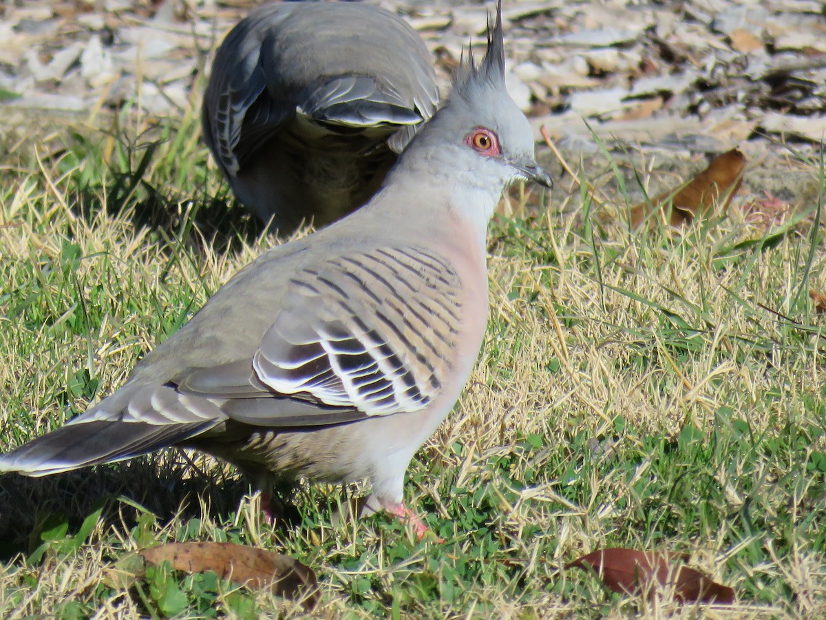 Crested Pigeon - ML620160044