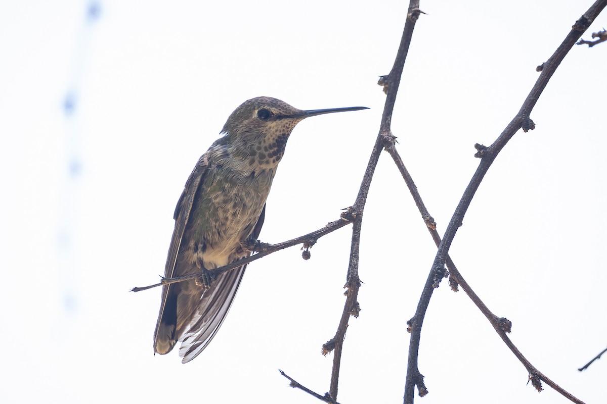 Anna's Hummingbird - ML620160045