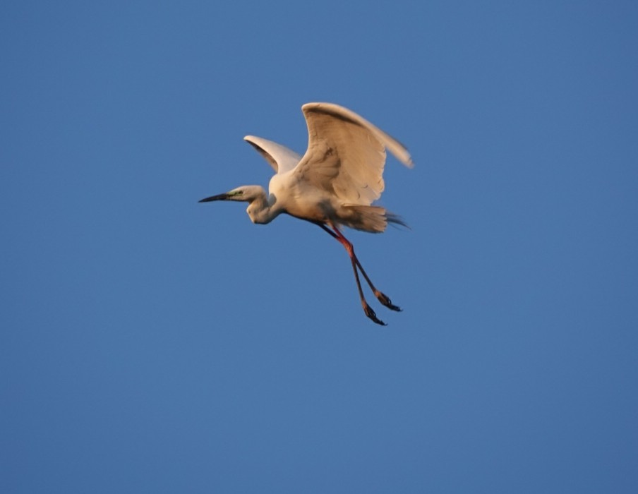 Great Egret (alba) - ML620160047