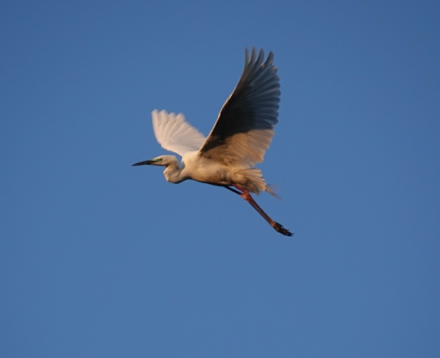 Great Egret (alba) - ML620160048