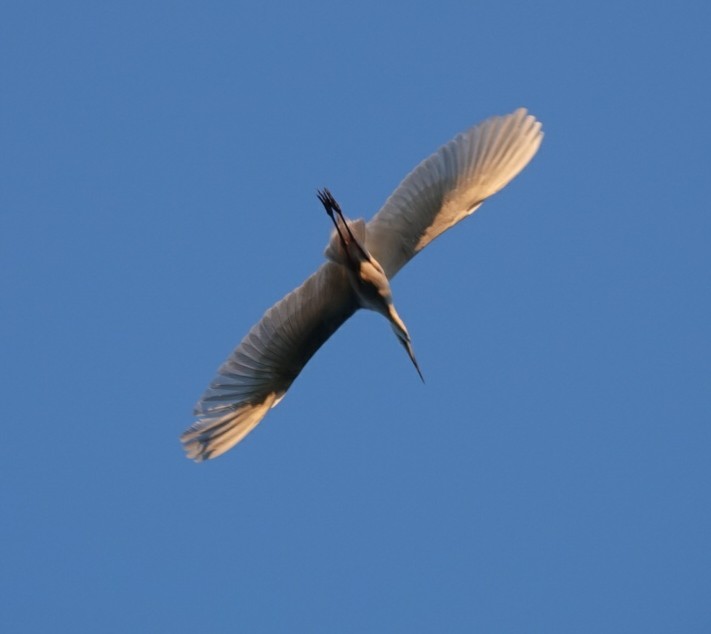 Great Egret (alba) - ML620160049