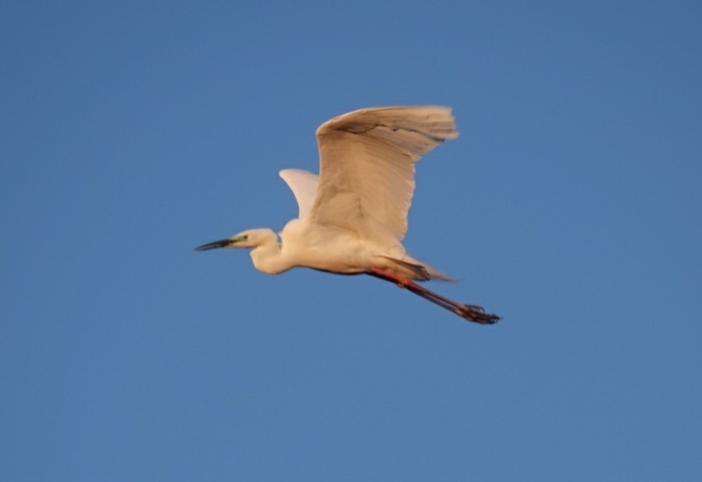 Great Egret (alba) - ML620160050