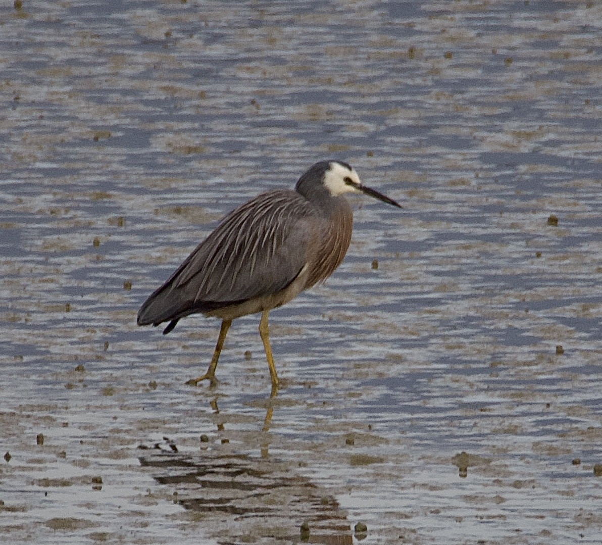 White-faced Heron - ML620160051