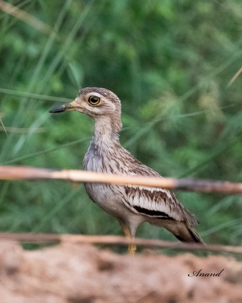 Indian Thick-knee - ML620160054