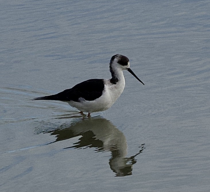 Pied Stilt - ML620160056