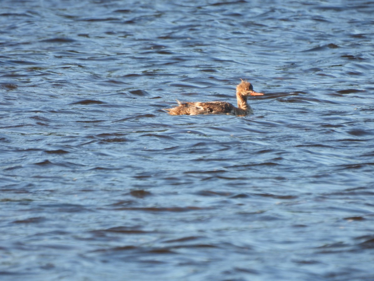 Red-breasted Merganser - ML620160057