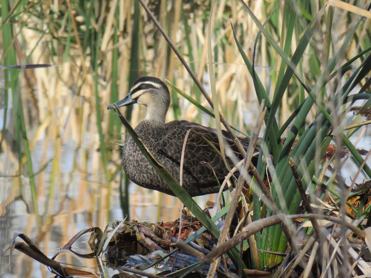 Canard à sourcils - ML620160061