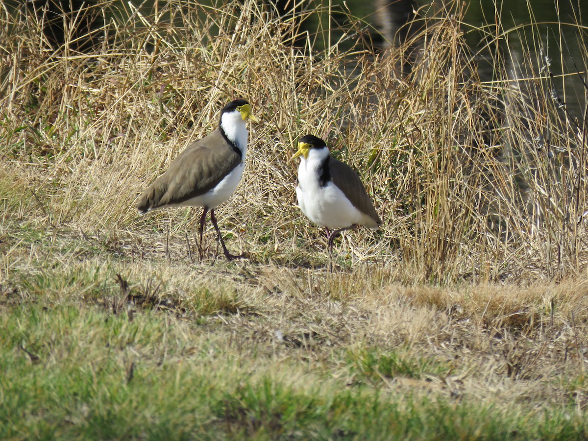 Masked Lapwing - ML620160072