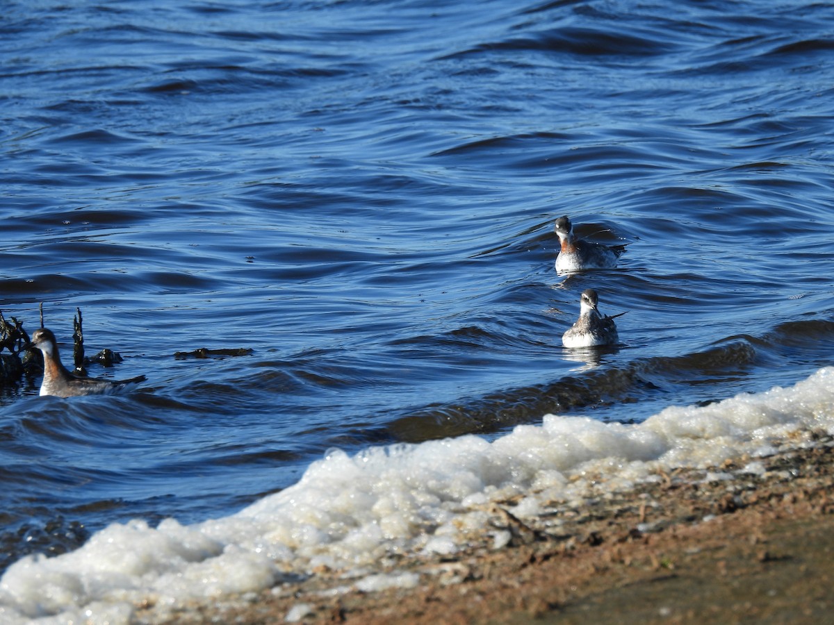 Red-necked Phalarope - ML620160073