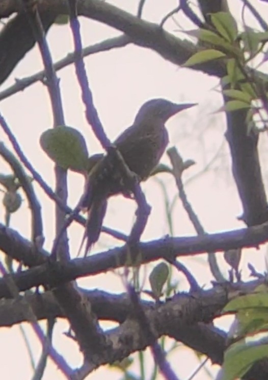 Streak-throated Woodpecker - ML620160076