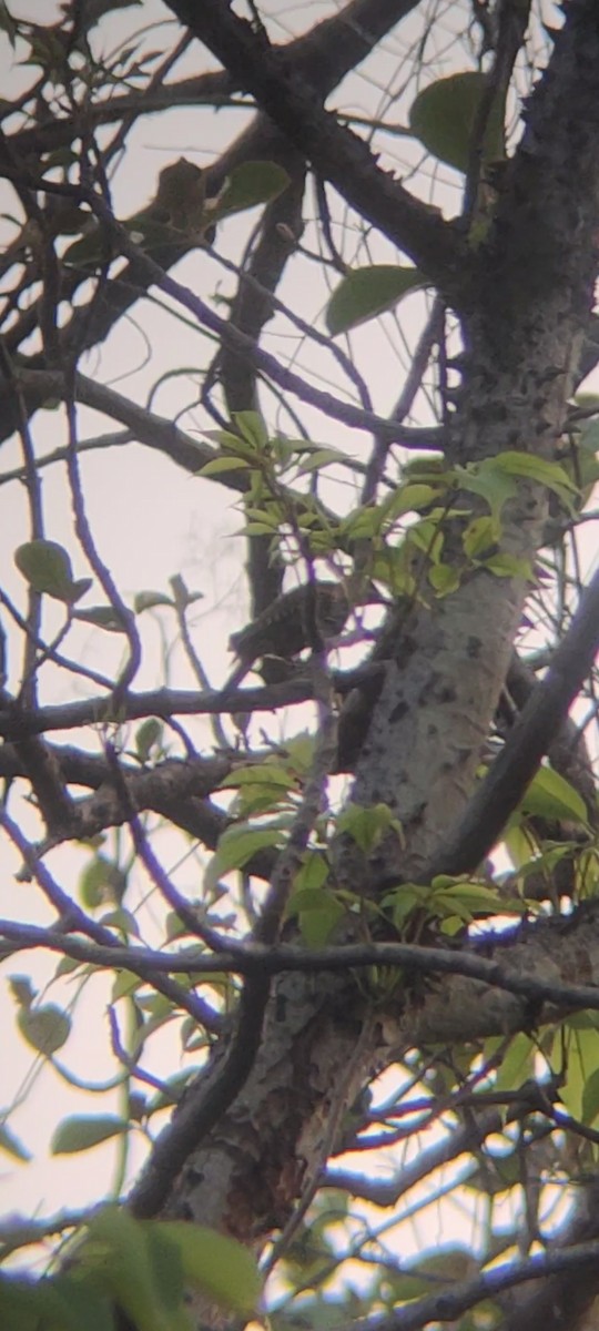 Streak-throated Woodpecker - ML620160078