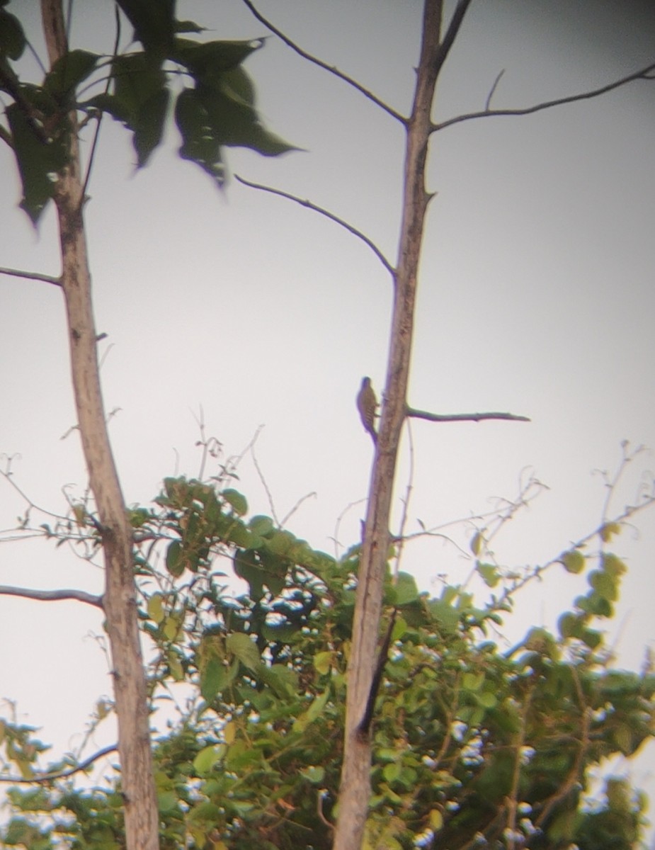 Streak-throated Woodpecker - ML620160086