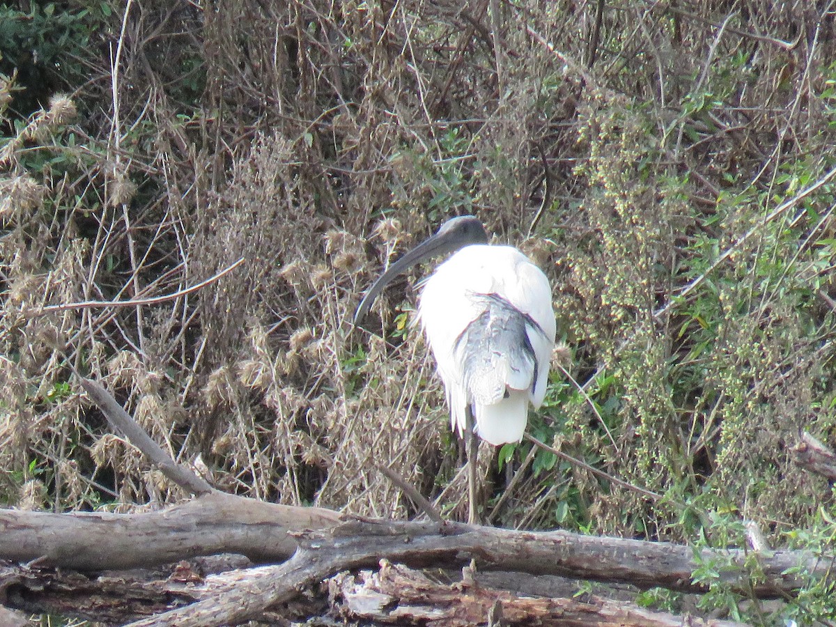 Australian Ibis - ML620160089