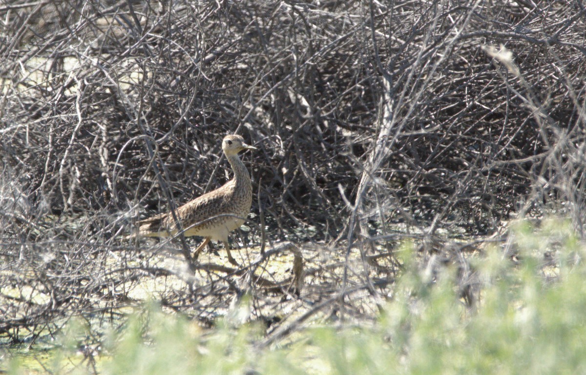 Upland Sandpiper - ML620160108