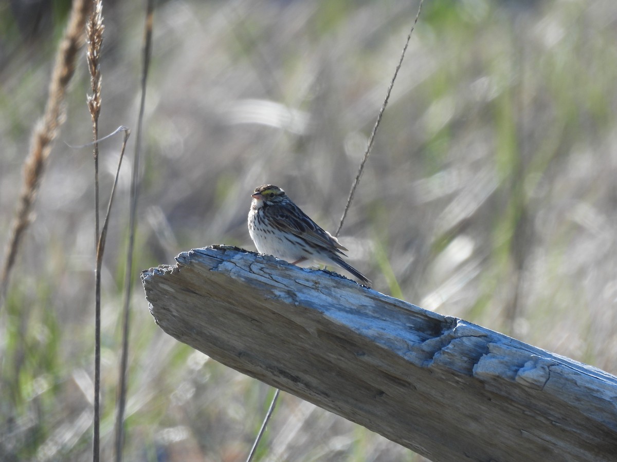 Savannah Sparrow - ML620160124