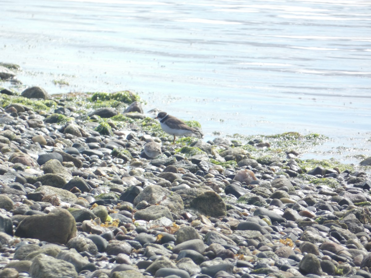 Semipalmated Plover - ML620160126