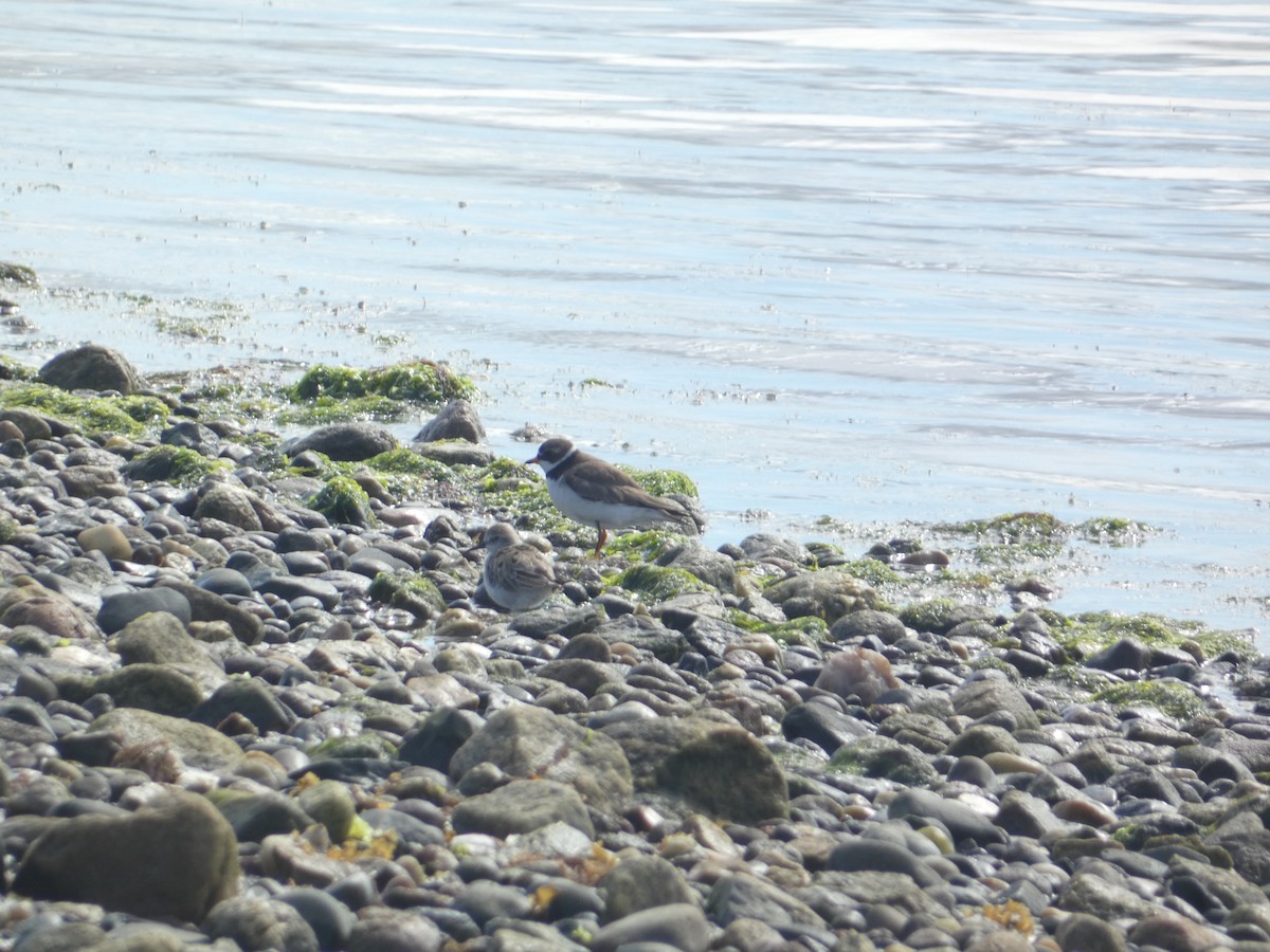 Semipalmated Plover - ML620160127