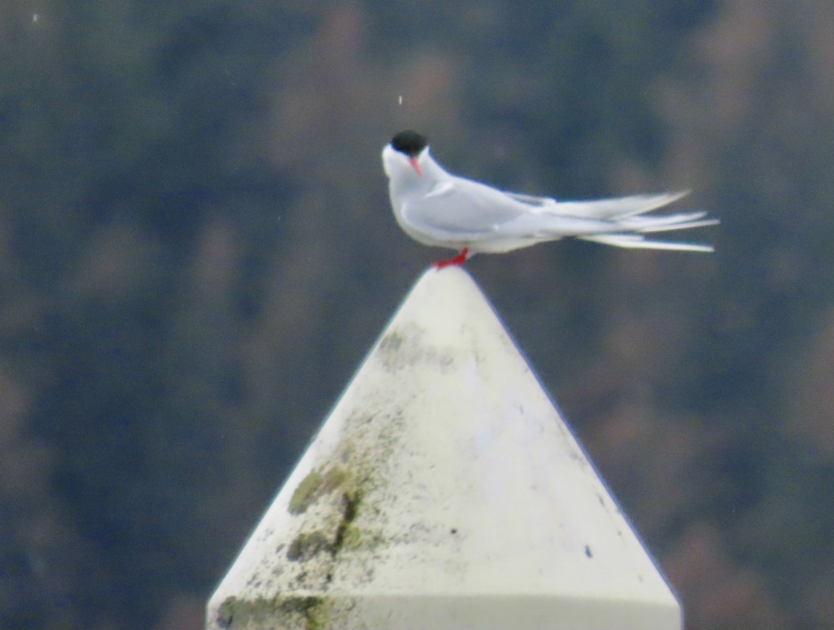 Arctic Tern - ML620160128