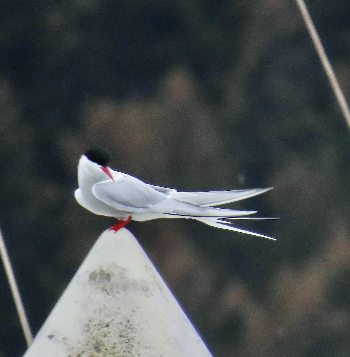 Arctic Tern - ML620160136