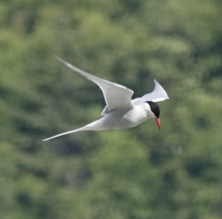 Arctic Tern - ML620160217