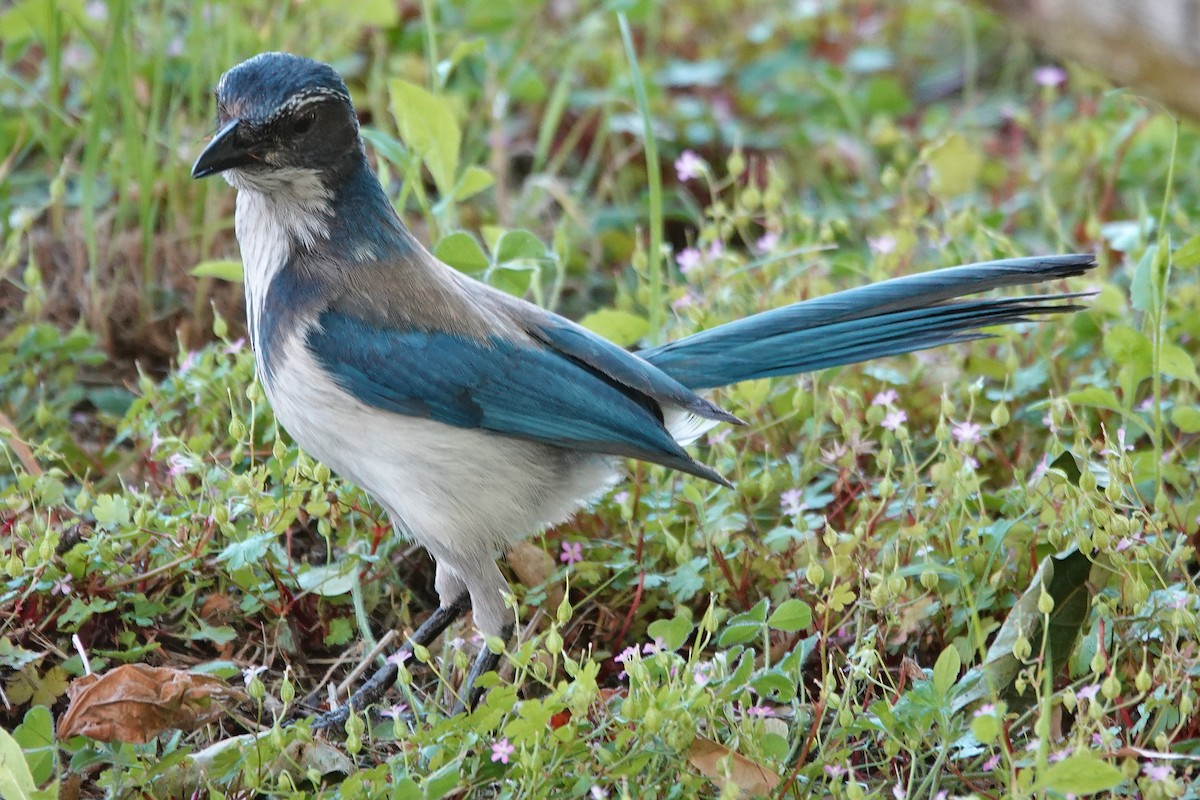 California Scrub-Jay - ML620160224