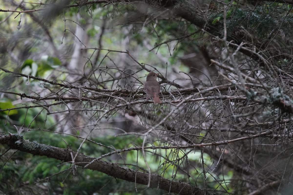 Hermit Thrush - ML620160241