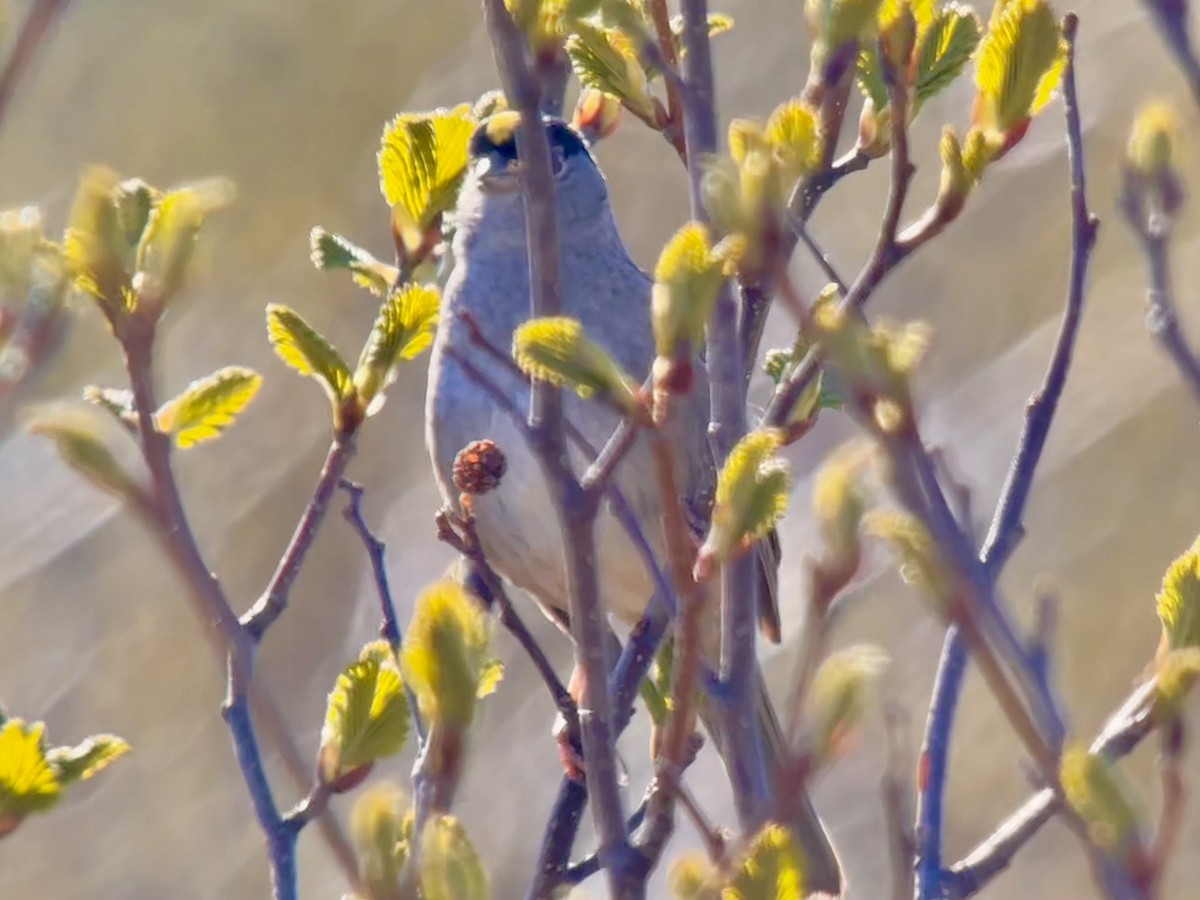 Golden-crowned Sparrow - ML620160265