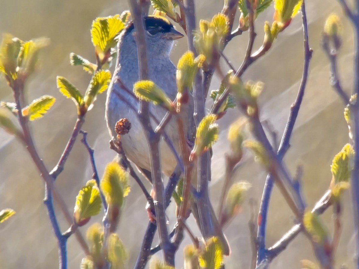 Golden-crowned Sparrow - ML620160266