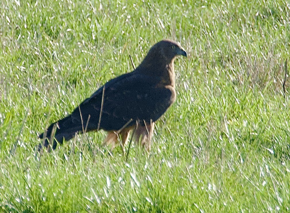 Swamp Harrier - ML620160270