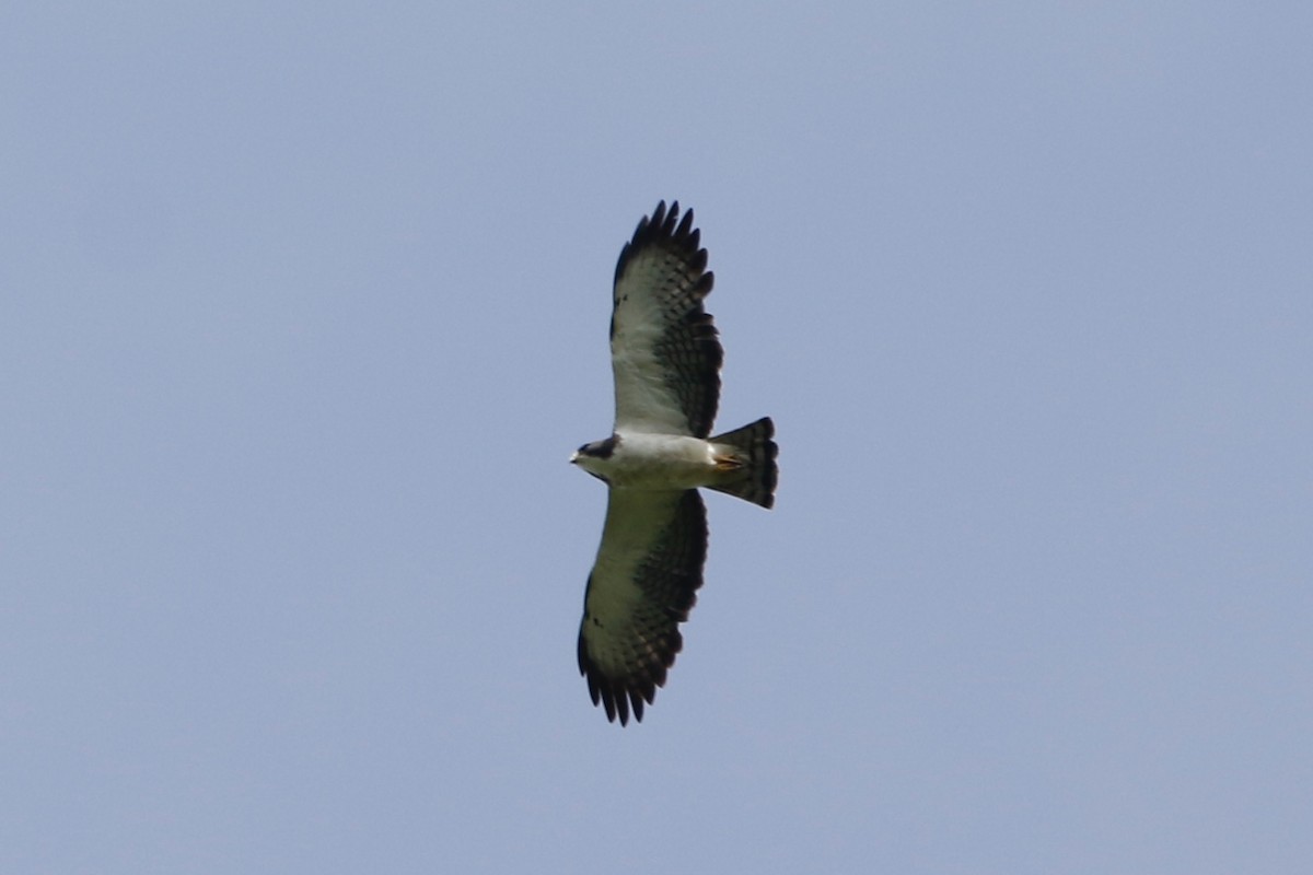 Short-tailed Hawk - ML620160276