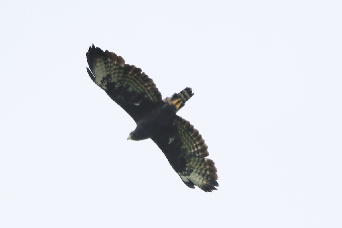 Short-tailed Hawk - ML620160277