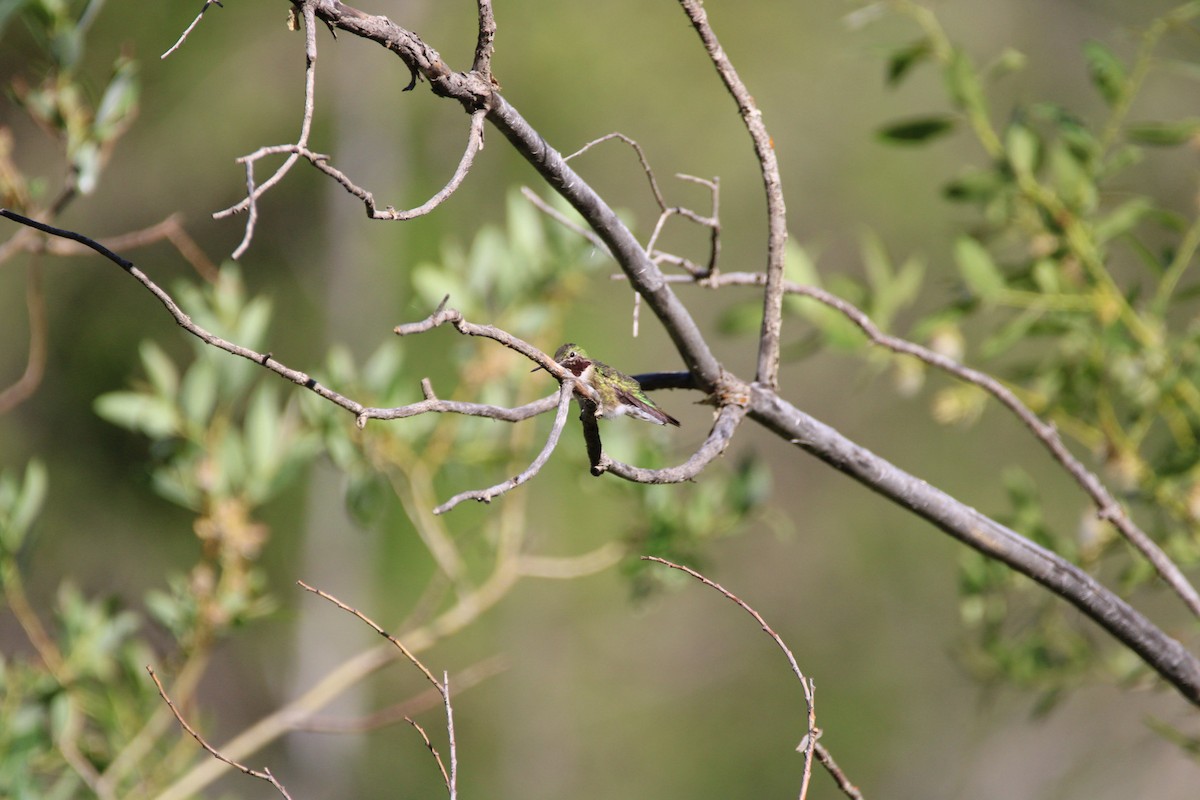 Широкохвостый колибри - ML620160303