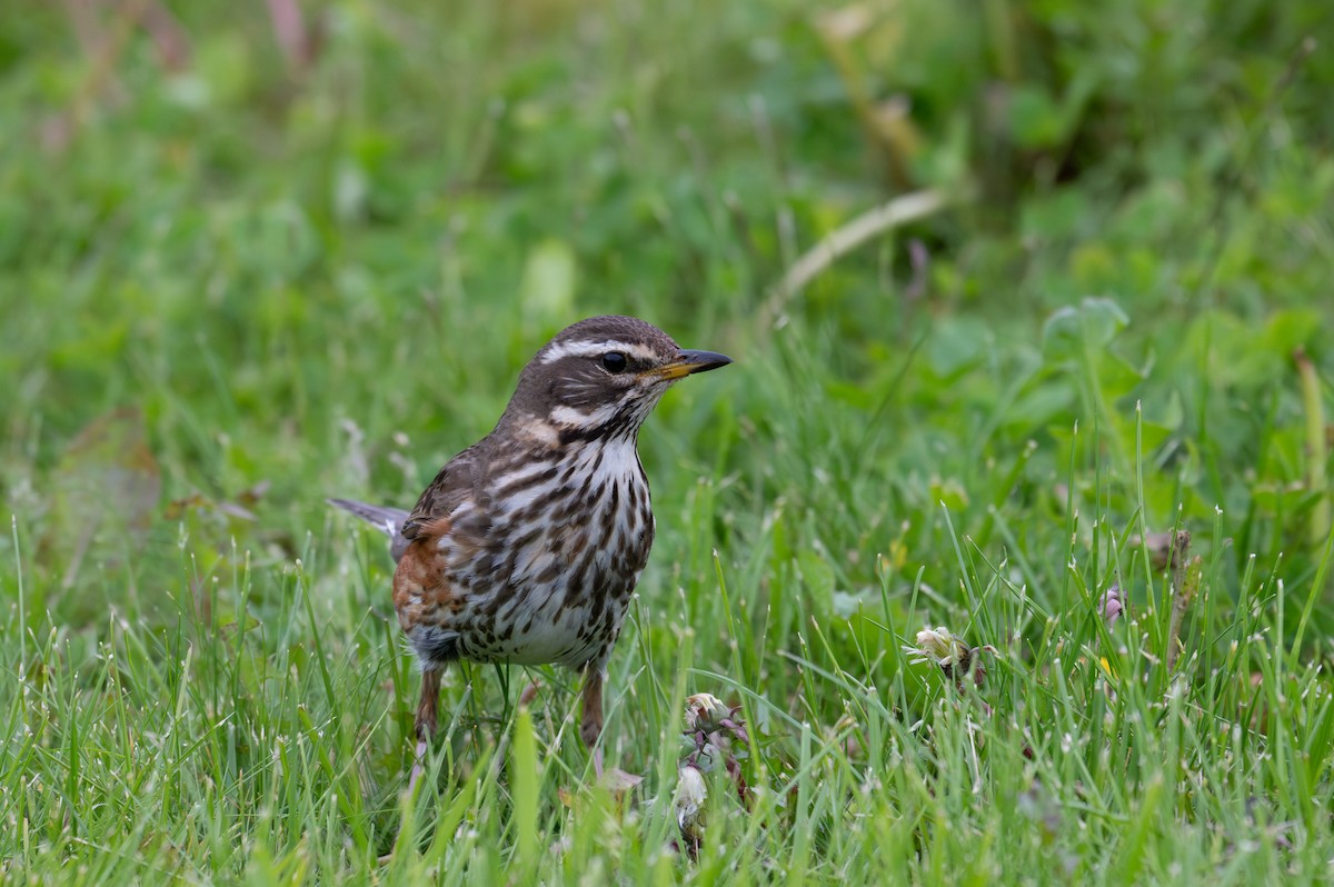 Redwing (Eurasian) - ML620160311