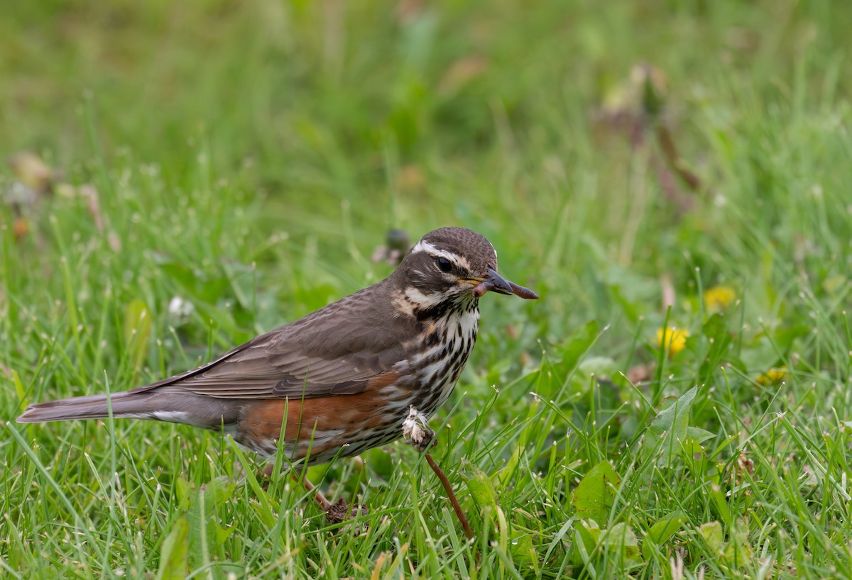 Redwing (Eurasian) - ML620160312