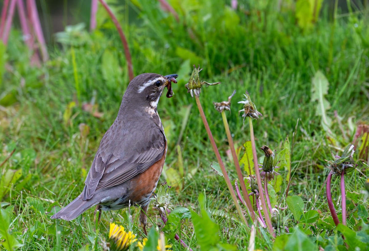 Redwing (Eurasian) - ML620160313