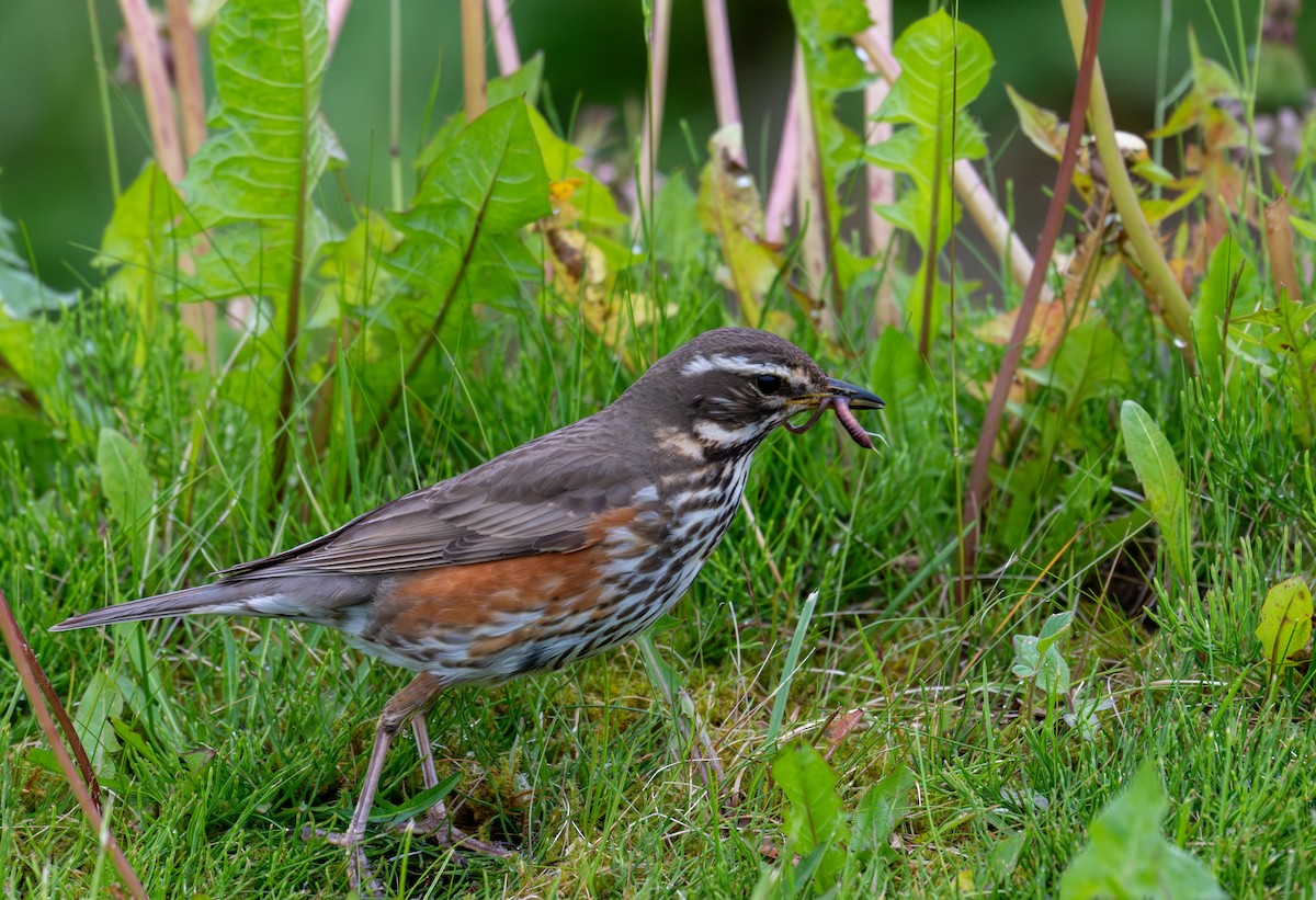 Redwing (Eurasian) - ML620160316