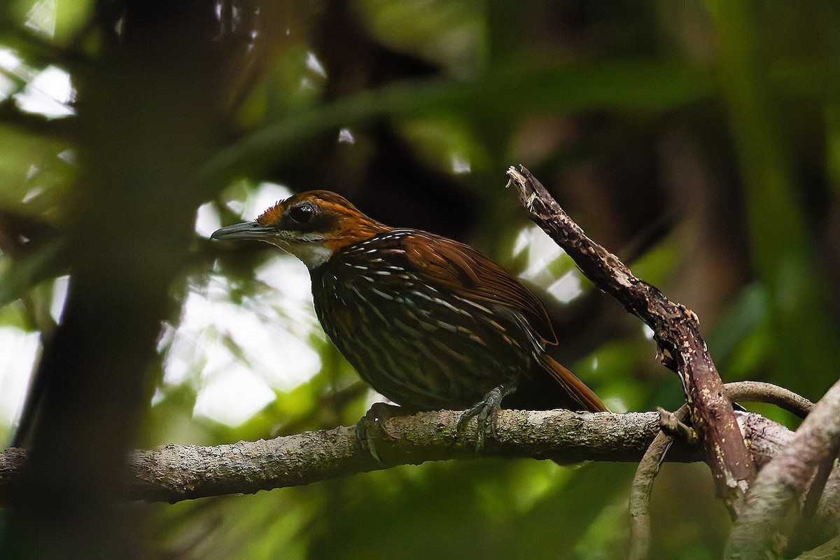 Falcated Wren-Babbler - ML620160328