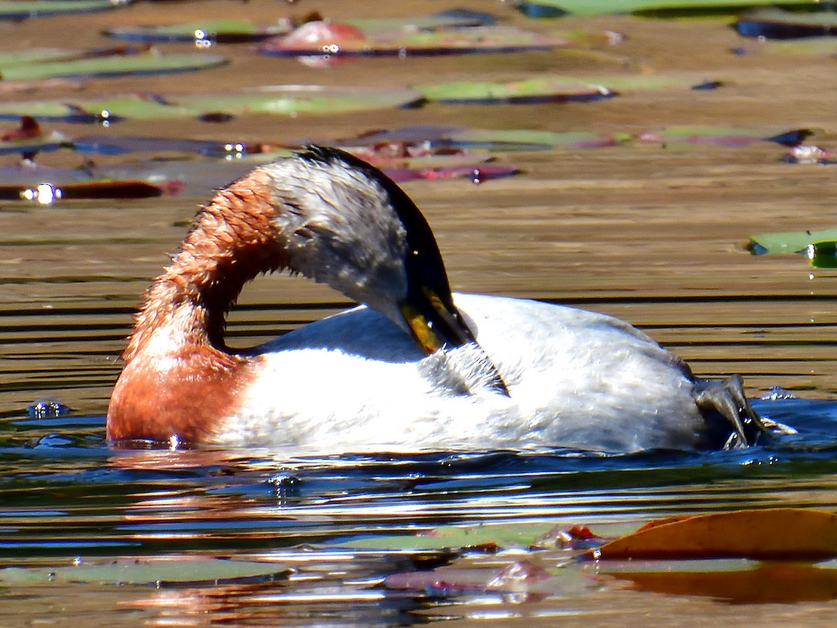 赤頸鸊鷉 - ML620160340